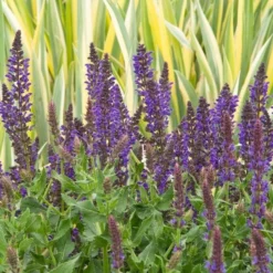 Salvia X Sylvestris 'May Night' -Leaf Sprigs Sales Store x600 20216