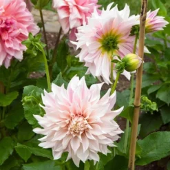 Dahlia 'Café Au Lait' 9 Dahlia 'Café Au Lait' -Leaf Sprigs Sales Store x600 20398