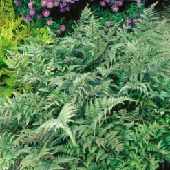 Athyrium Niponicum Var. Pictum - Japanese Painted Fern 10 Athyrium Niponicum Var. Pictum - Japanese Painted Fern -Leaf Sprigs Sales Store x600 20526