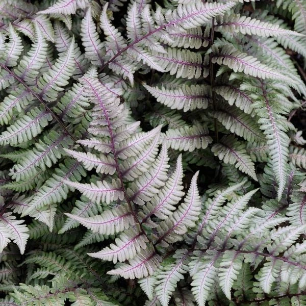 Athyrium Niponicum Var. Pictum - Japanese Painted Fern 1 Athyrium Niponicum Var. Pictum - Japanese Painted Fern
