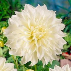 Dahlia 'Fleurel' -Leaf Sprigs Sales Store x600 20534