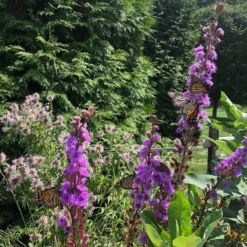Liatris Ligulistylis -Leaf Sprigs Sales Store x600 20545