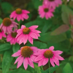 Pollinator Garden For Sun -Leaf Sprigs Sales Store x600 21009