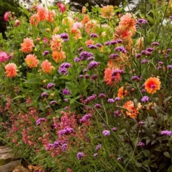 Dahlia 'Ace Summer Sunset' -Leaf Sprigs Sales Store x600 21093