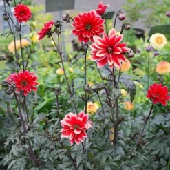 Dahlia 'Bishop Of Llandaff' -Leaf Sprigs Sales Store x600 21097