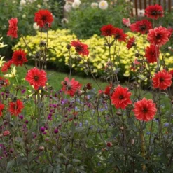 Dahlia 'Bishop Of Llandaff' -Leaf Sprigs Sales Store x600 21099