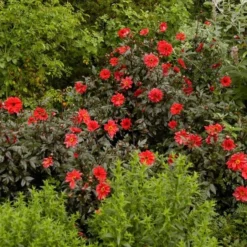 Dahlia 'Bishop Of Llandaff' -Leaf Sprigs Sales Store x600 21100