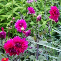 Dahlia 'Engelhardt's Matador' -Leaf Sprigs Sales Store x600 21102