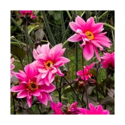 Dahlia 'Fascination' 7 Dahlia 'Fascination' -Leaf Sprigs Sales Store x600 21104