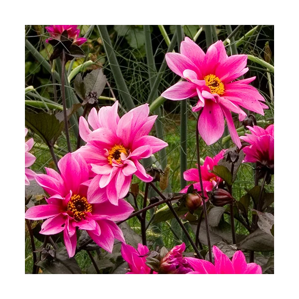 Dahlia 'Fascination' 3 Dahlia 'Fascination' - Image 3