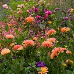 Dahlia 'Karma Corona' -Leaf Sprigs Sales Store x600 21110