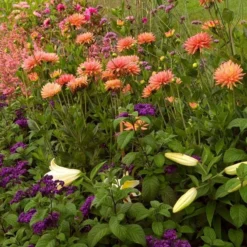 Dahlia 'Karma Corona' -Leaf Sprigs Sales Store x600 21111