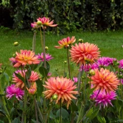 Dahlia 'Karma Sangria' -Leaf Sprigs Sales Store x600 21112