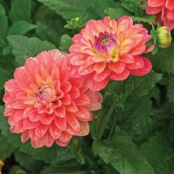 Dahlia 'Melody Allegro' 6 Dahlia 'Melody Allegro' -Leaf Sprigs Sales Store x600 21115