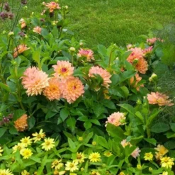 Dahlia 'Melody Dora' -Leaf Sprigs Sales Store x600 21118