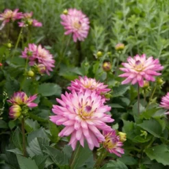 Dahlia 'XXL Aztec Veracruz' -Leaf Sprigs Sales Store x600 21128