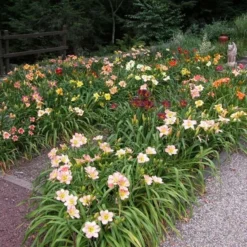 Crescendo Daylily (Hemerocallis) Collection -Leaf Sprigs Sales Store x600 21188