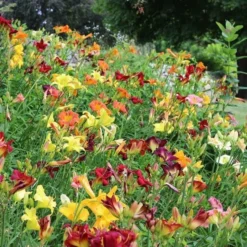 Crescendo Daylily (Hemerocallis) Collection -Leaf Sprigs Sales Store x600 21190