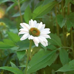 Echinacea Purpurea 'White Swan' -Leaf Sprigs Sales Store x600 21313