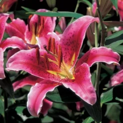 Extended-Season Lily Mix -Leaf Sprigs Sales Store x600 21515