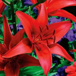 Extended-Season Lily Mix -Leaf Sprigs Sales Store x600 21516