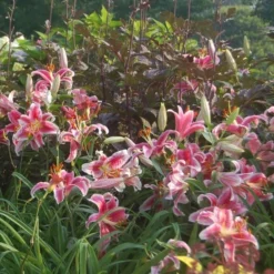 Lilium 'Stargazer' -Leaf Sprigs Sales Store x600 21519