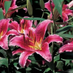 Lilium 'Stargazer' -Leaf Sprigs Sales Store x600 21522