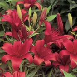Lilium True Colors Mix For Naturalizing -Leaf Sprigs Sales Store x600 21524