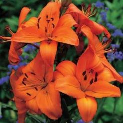 Lilium True Colors Mix For Naturalizing -Leaf Sprigs Sales Store x600 21525