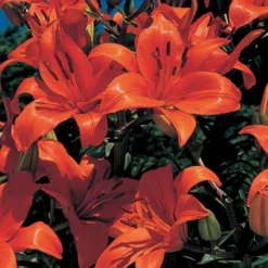 Lilium True Colors Mix For Naturalizing -Leaf Sprigs Sales Store x600 21526
