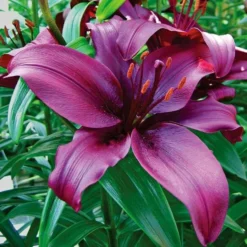 Lilium True Colors Mix For Naturalizing -Leaf Sprigs Sales Store x600 21527