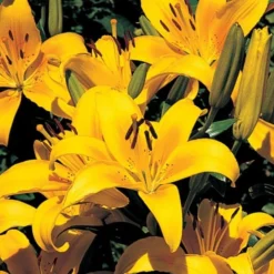 Lilium True Colors Mix For Naturalizing -Leaf Sprigs Sales Store x600 21528