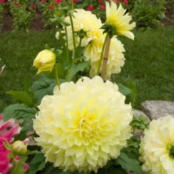 Dahlia 'Kelvin Floodlight' -Leaf Sprigs Sales Store x600 21564