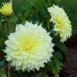 Dahlia 'Kelvin Floodlight' -Leaf Sprigs Sales Store x600 21565