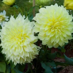 Dahlia 'Kelvin Floodlight' -Leaf Sprigs Sales Store x600 21566
