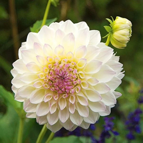 Dahlia 'Eveline' 2 Dahlia 'Eveline' - Image 2