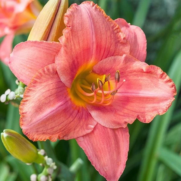 Hemerocallis (Daylily) 'South Seas' - Reblooming 2 Hemerocallis (Daylily) 'South Seas' - Reblooming - Image 2