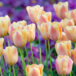 Tulip 'Apricot Foxx' 8 Tulip 'Apricot Foxx' -Leaf Sprigs Sales Store x600 21840