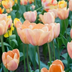 Tulip 'Apricot Foxx' 9 Tulip 'Apricot Foxx' -Leaf Sprigs Sales Store x600 21841