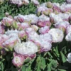 Tulip 'Peggy Wonder'