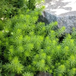 Sedum Rupestre 'Angelina' 8 Sedum Rupestre 'Angelina' -Leaf Sprigs Sales Store x600 21901