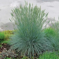 Ornamental Grass: Festuca Glauca Beyond Blueâ„¢