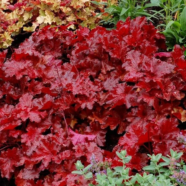 Heuchera Forever® Red 2 Heuchera Forever® Red - Image 2