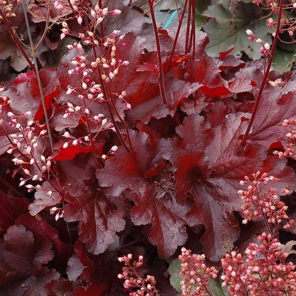 Heuchera Forever® Red 1 Heuchera Forever® Red