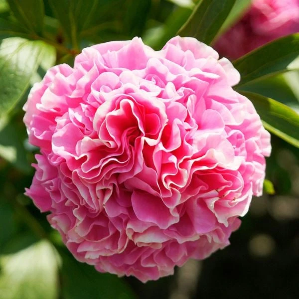 Peony 'Carnation Bouquet' 2 Peony 'Carnation Bouquet' - Image 2