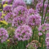 Allium 'Millenium'