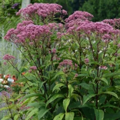 Eupatorium Dubium 'Baby Joe' -Leaf Sprigs Sales Store x600 22174