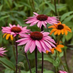 Echinacea Purpurea Prairie Pillars™ 'Merlot' -Leaf Sprigs Sales Store x600 22175