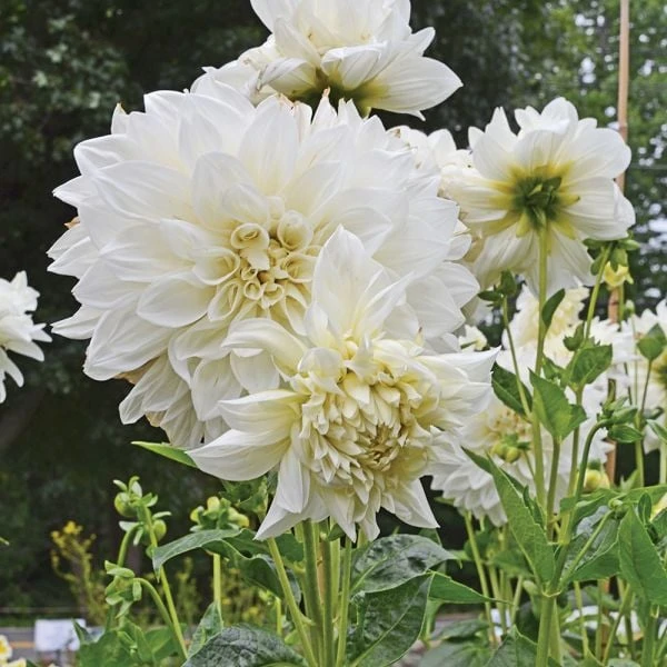 Dahlia 'White Perfection' 3 Dahlia 'White Perfection' - Image 3