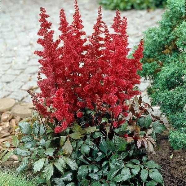 Astilbe X Arendsii 'Fanal' 1 Astilbe X Arendsii 'Fanal'
